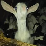مكان تخييم Helga's Agricampeggio