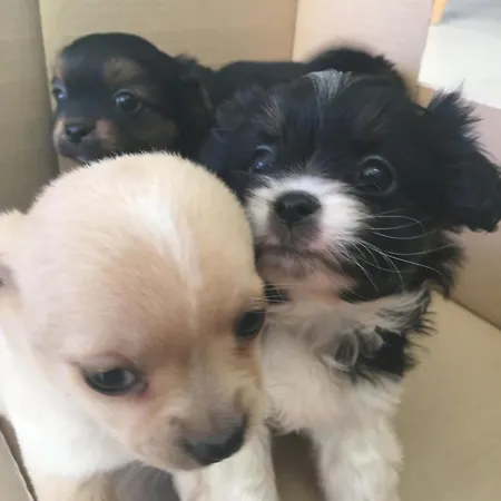 Helga's Agricampeggio Seùlo