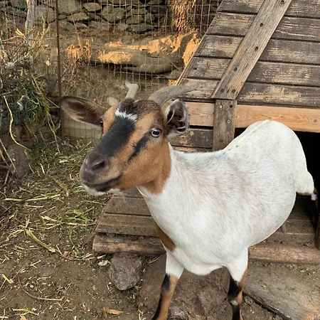 Helga's Agricampeggio